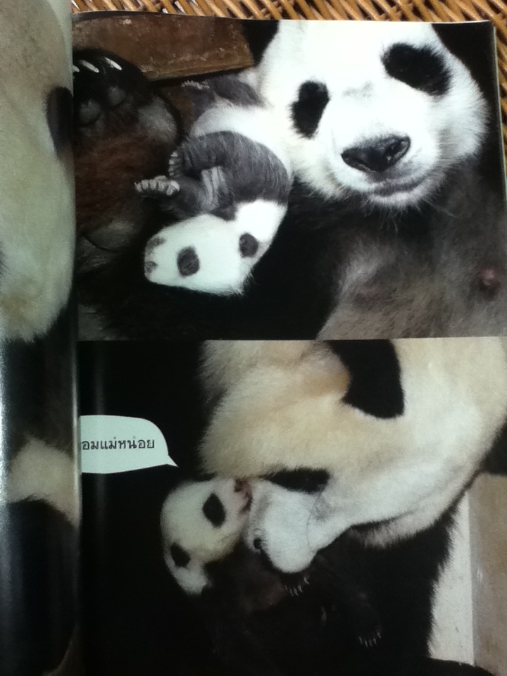 แพนด้าน้อยหลินปิง/ กองบรรณาธิการสำนักพิมพ์อมรินทร์