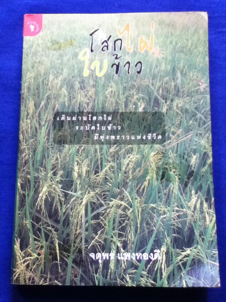 โสกไผ่ ใบข้าว