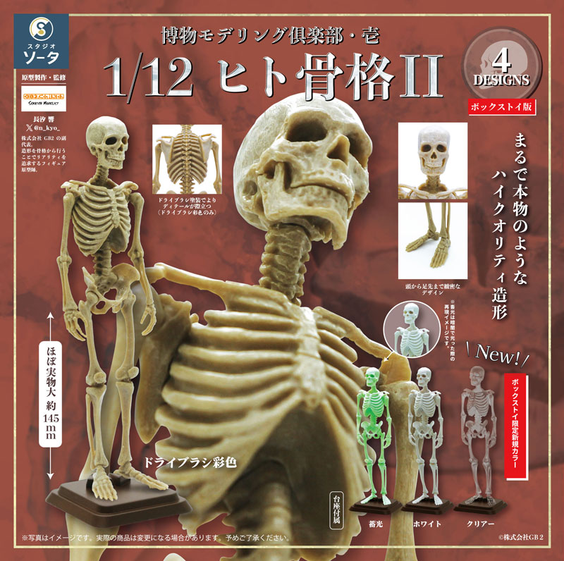 Hakubutsu Modeling Club 1 1/12 Human Skeleton II 4Pack BOX(Pre-order)