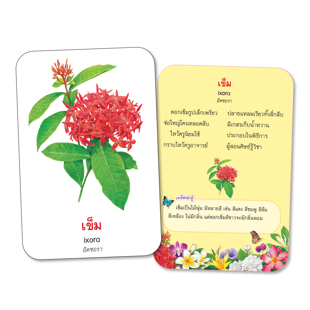 Book World Flash Card สื่อการเรียนรู้ บัตรภาพดอกไม้ 2 ภาษา (ไทย-อังกฤษ) พร้อมคำกลอน NEW 4 สีสวยงาม