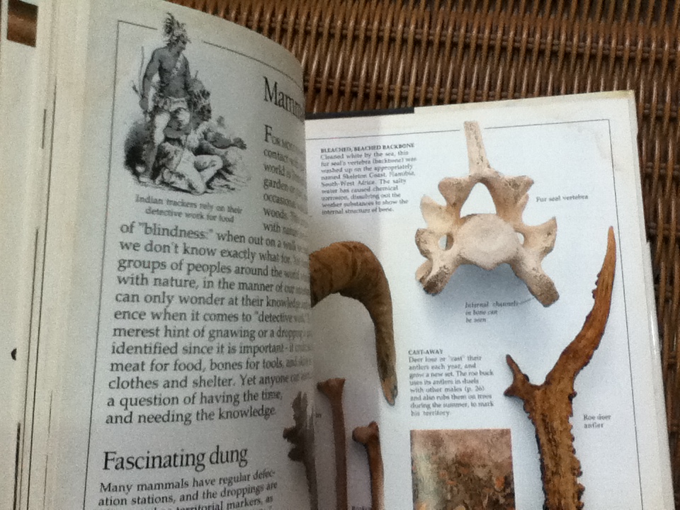 EYEWITNESS GUIDES 9 เล่ม