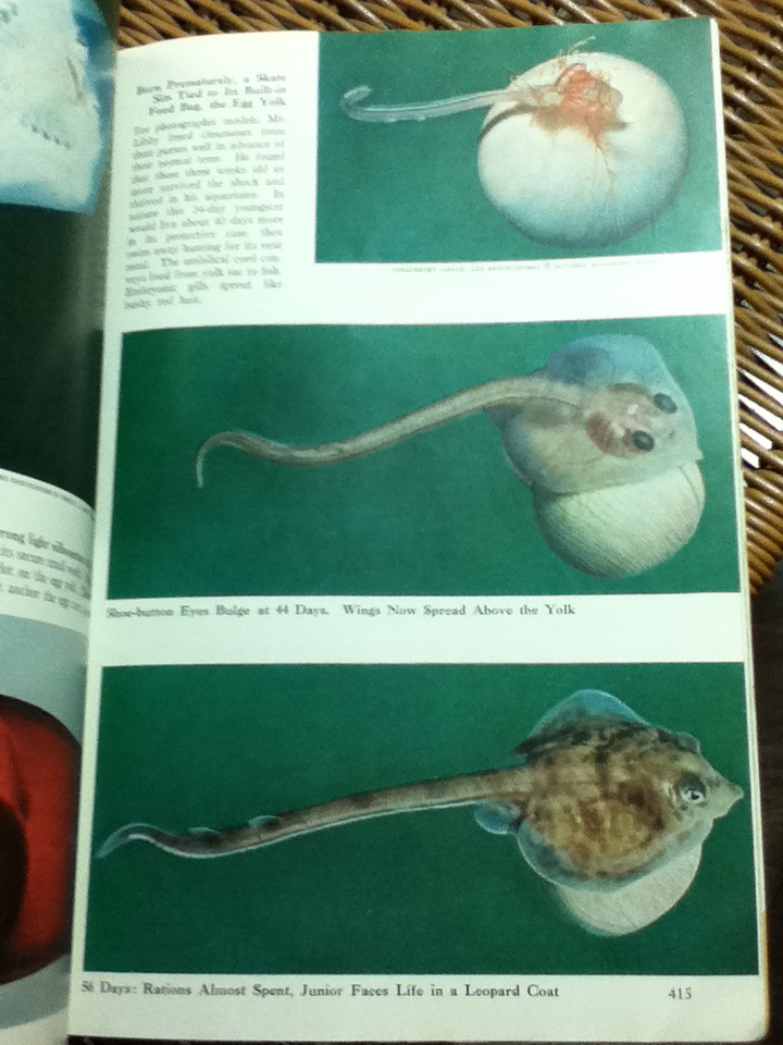 THE NATIONAL GEOGRAPHIC MAGAZINE Vol. CXVI, No.3 September, 1959