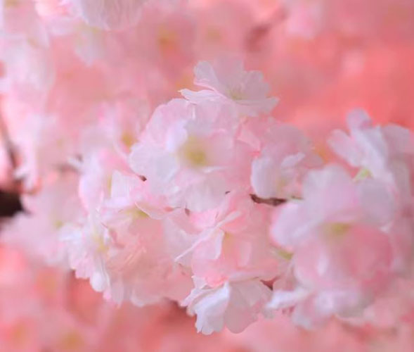 [สินค้าตกแต่งแบบญี่ปุ่น ต้นไม้ประดิษฐ์] ต้นชากุระ サクラ Sakura