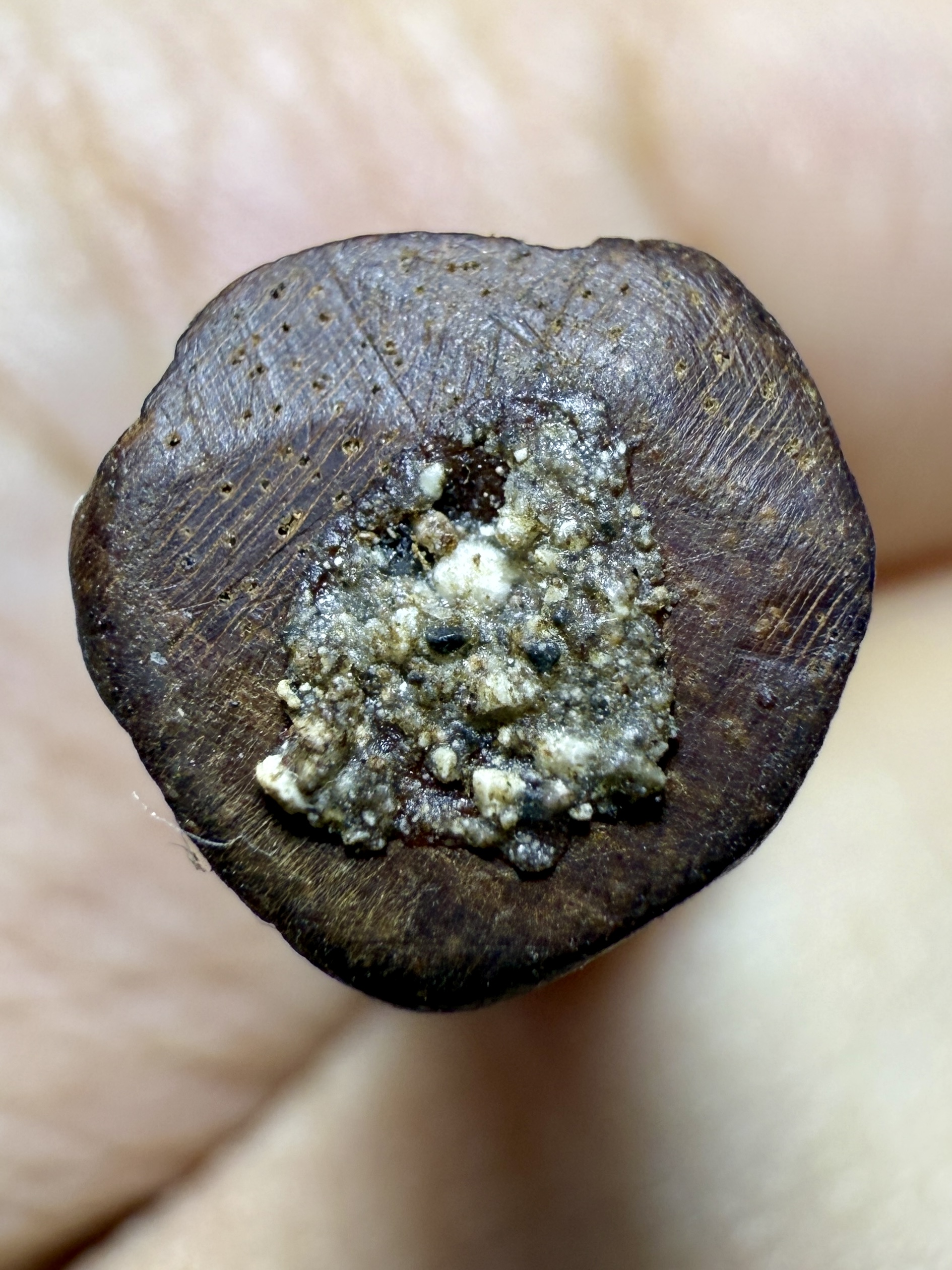 อิ้นไม้วัวลืมคอก Cow-Forget-Pen Inn-Kuu. SKU-03994