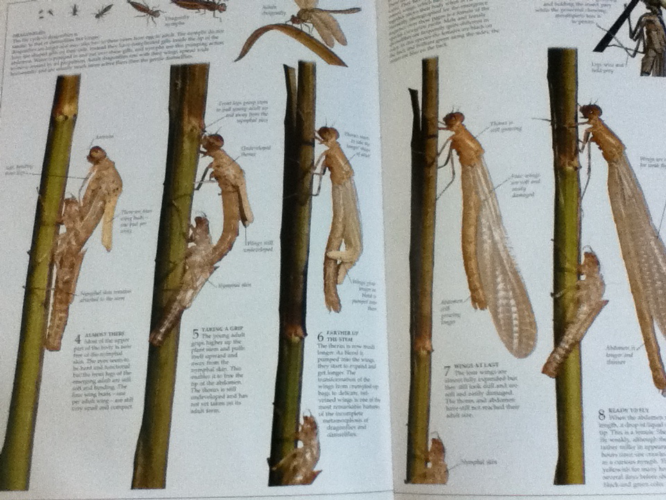 INSECT (ปกแข็ง)