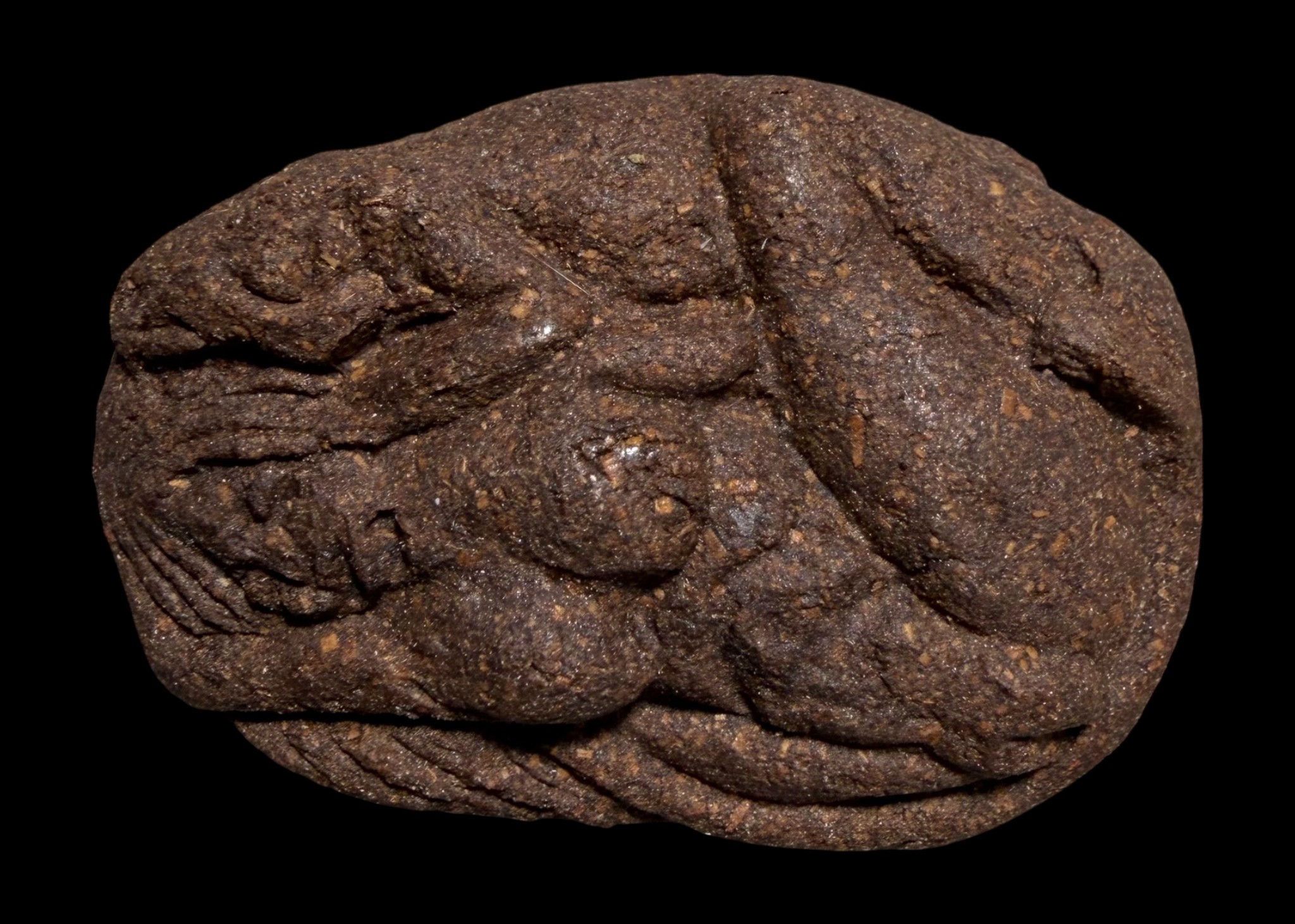 นางจิ้งจกเสน่ห์ Lady Gecko. SKU-03541