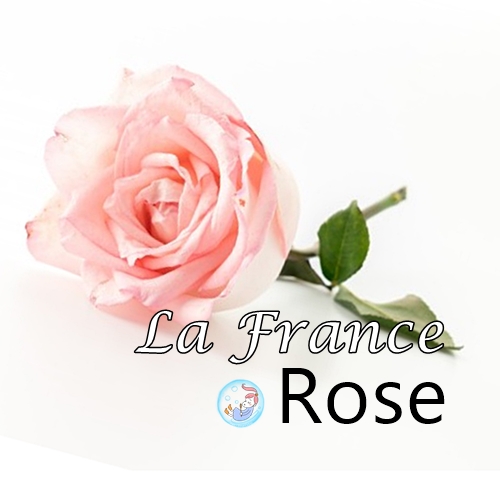 ROSE : La France Rose น้ำมันหอมระเหยผสม กุหลาบฝรั่งเศส / กลิ่นหอมหวาน ละมุ่น น่ารัก/ Sweet Fruity Floral Aromatic ละลายในน้ำมัน - ไม่เร่งเทรซ