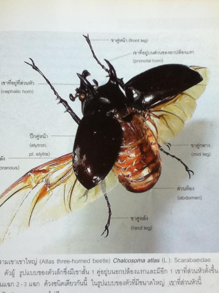 ด้วงปีกแข็ง แมลงลึกลับกับเทคนิคการเพาะเลี้ยง/ พิสุทธิ์ เอกอำนวย