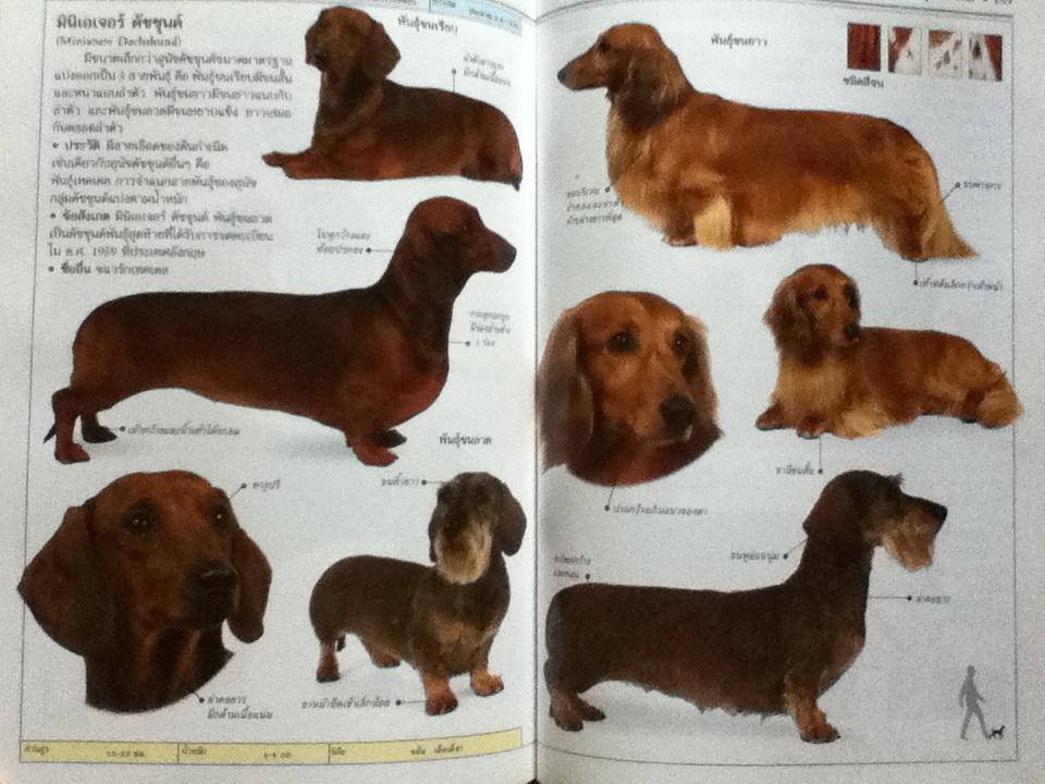 สุนัข คู่มือแนะนำสุนัขพันธุ์ต่างๆ มากกว่า 300 พันธ์ุจากทั่วโลก/ เดวิด อัลเดอตัน