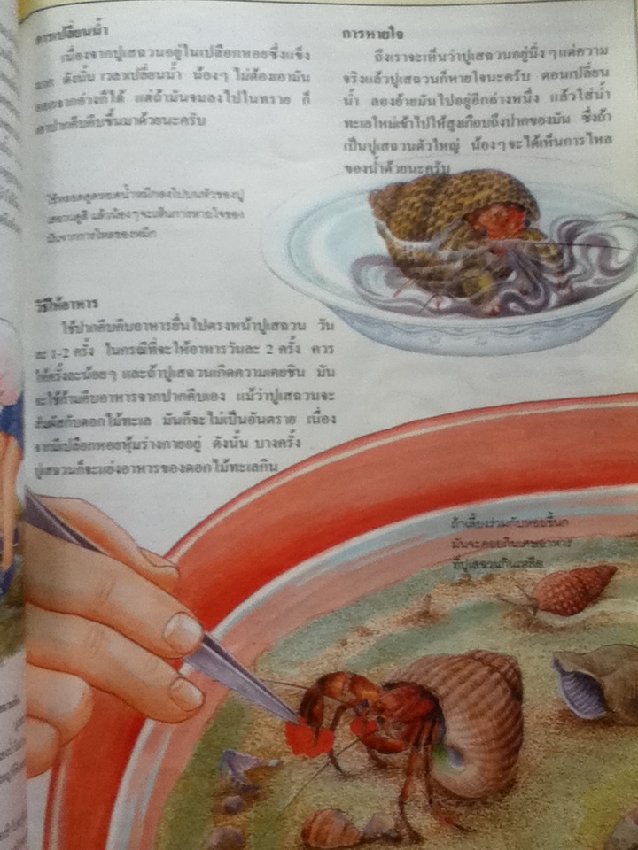 สัตว์ทะเลในบ้าน (หนังสือแถม)