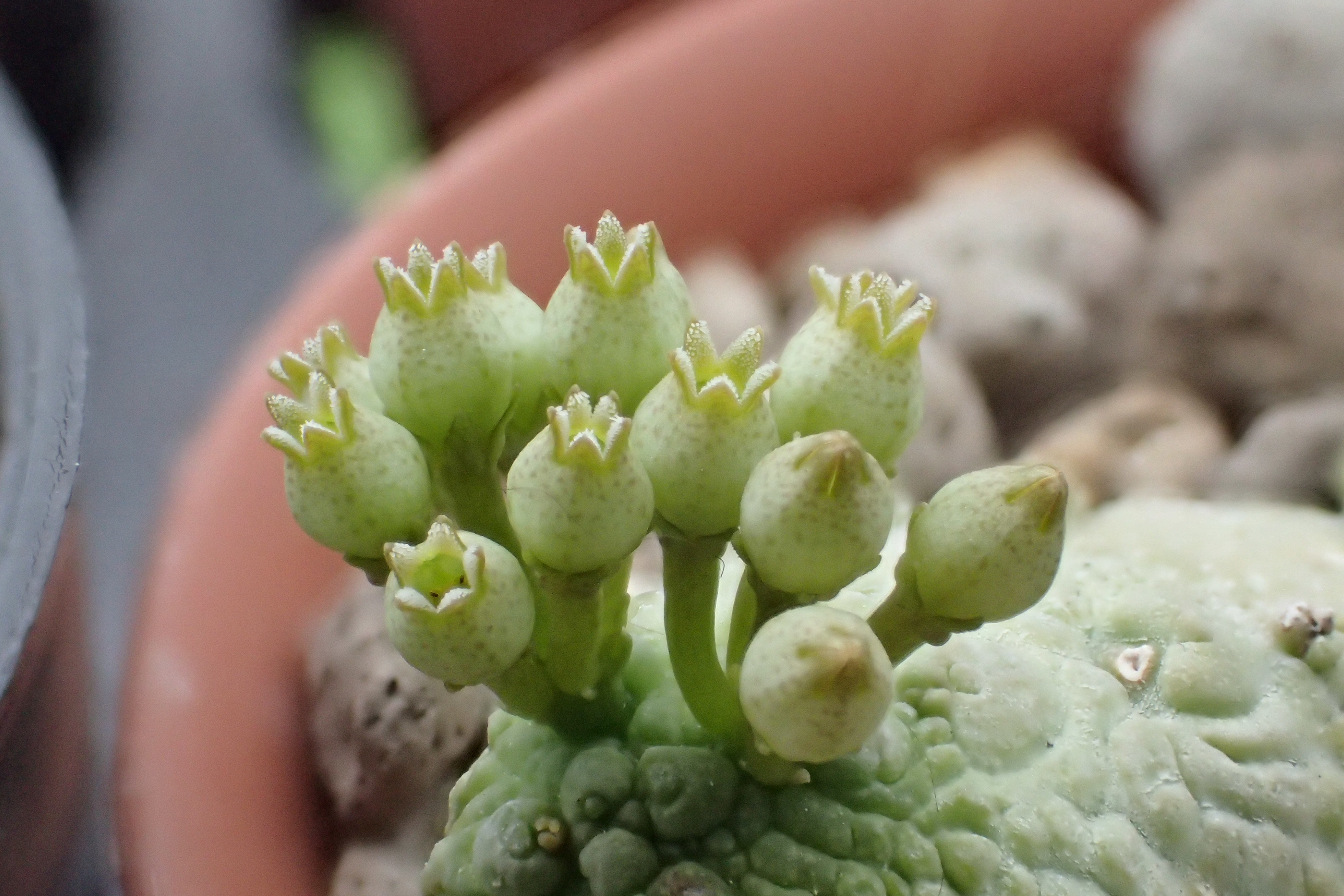 pseudolithos caput-viperae, Flower