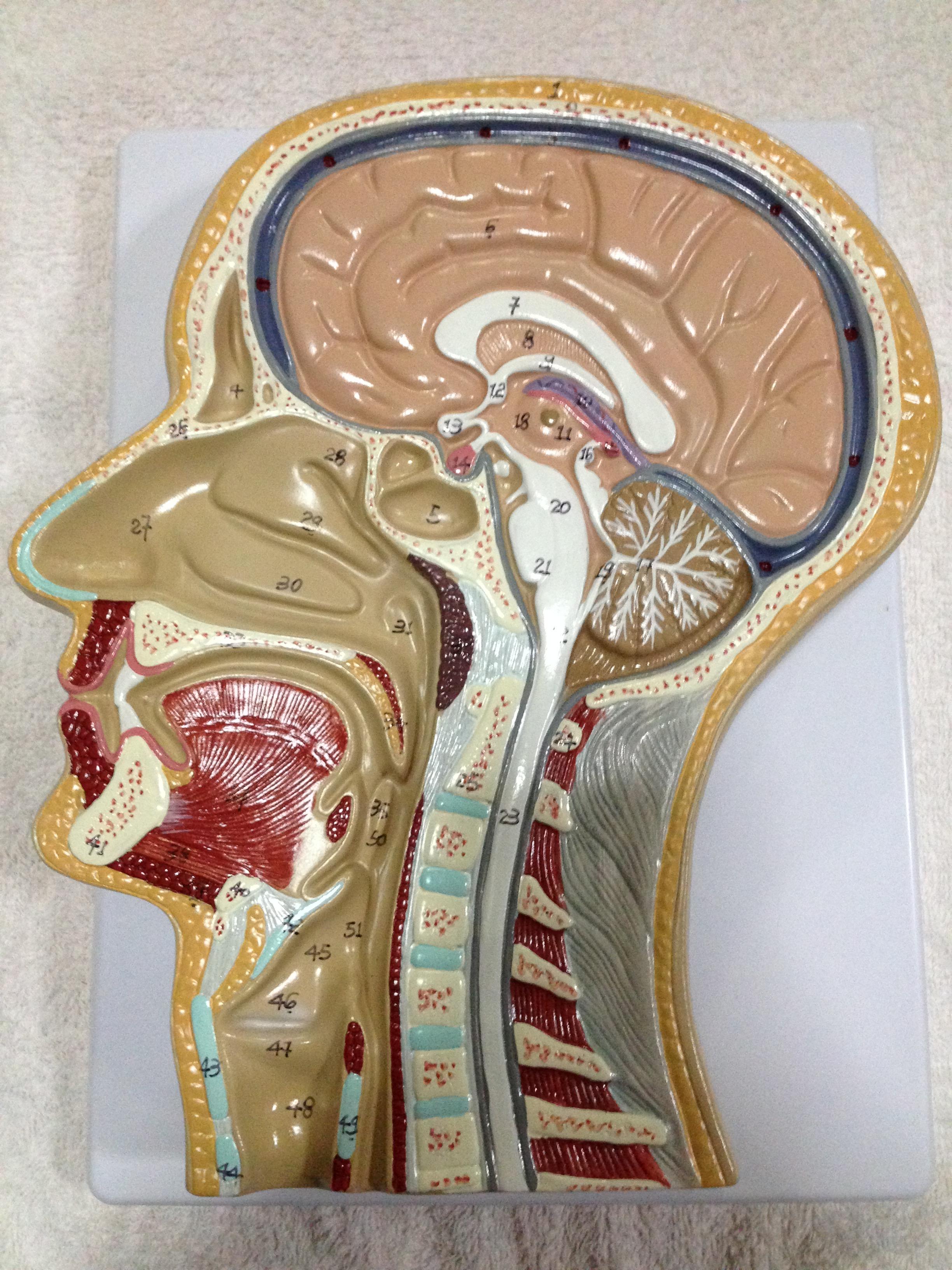 แบบจำลองศรีษะมนุษย์