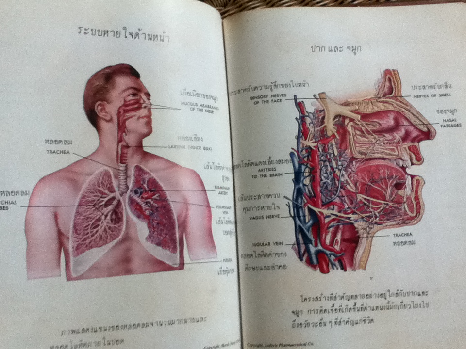 สุขภาพและพลานามัย/ คลิฟฟอร์ด อาร์. แอนเดอร์สัน M. D.