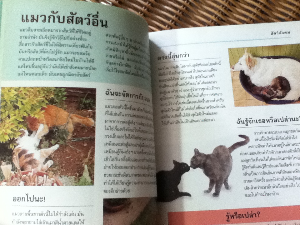 รู้ไหมแมวคิดอะไรอยู่?/ เกวน เบลีย์