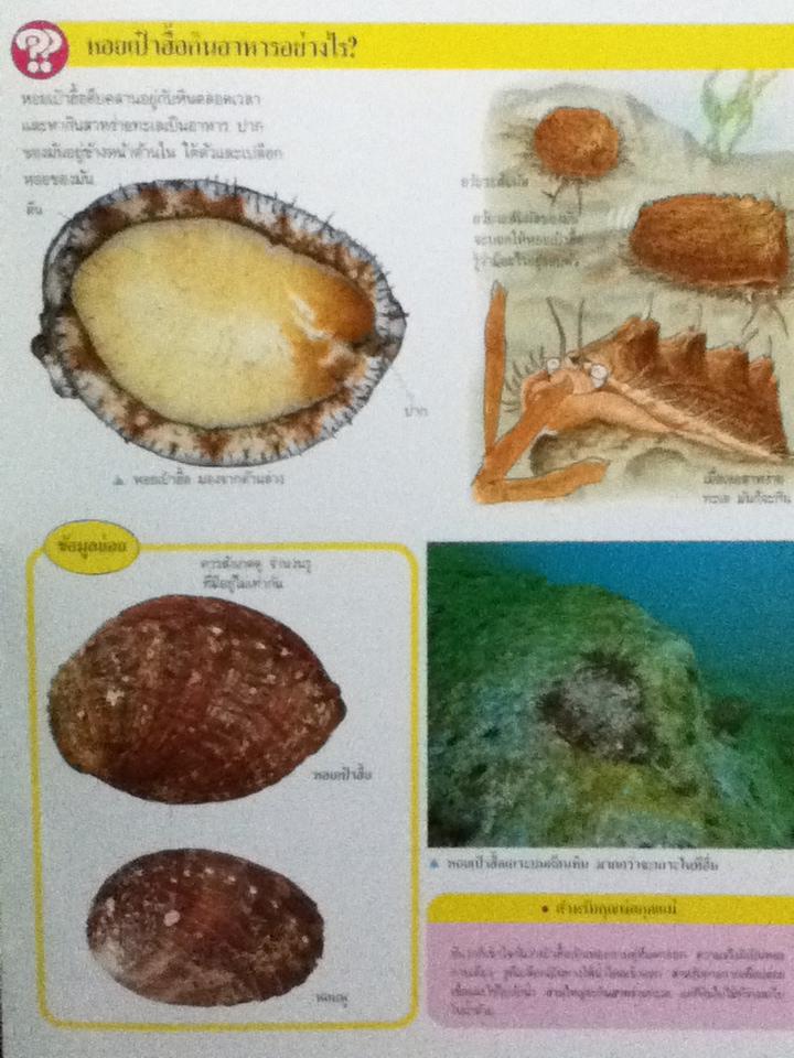 หนังสือชุดความรู้เบื้องต้นสำหรับเด็ก TIME LIFE BOOKS 5 เล่ม
