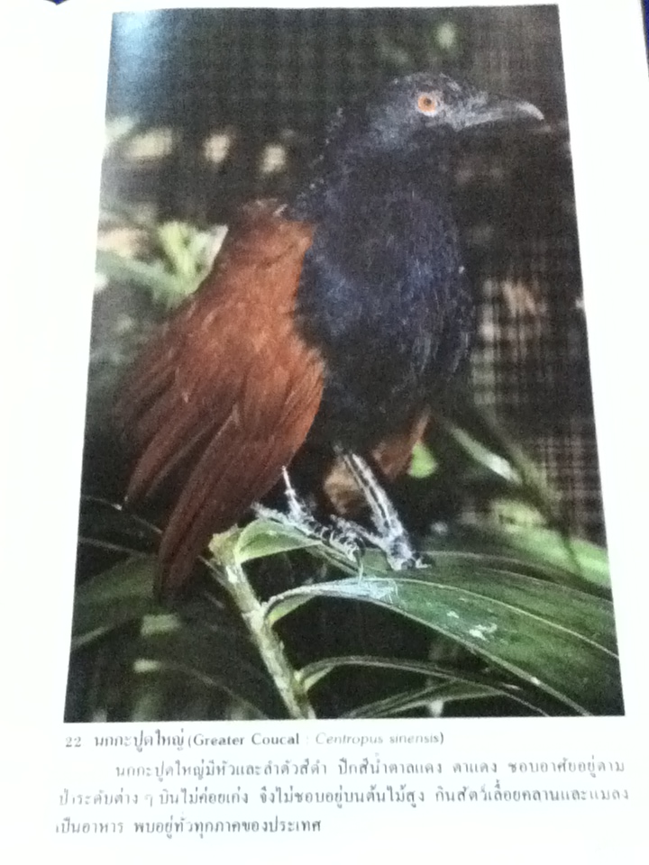 นกเมืองไทย เล่ม 2 (หนังสือแถม)