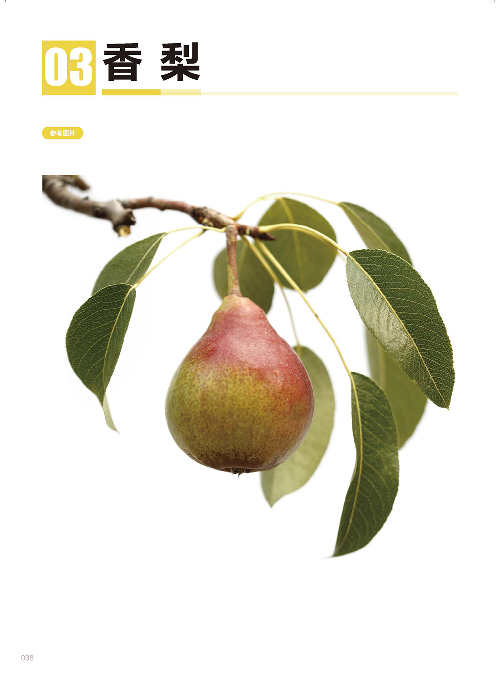 (Pre-order) หนังสือเทคนิคระบายสีไม้