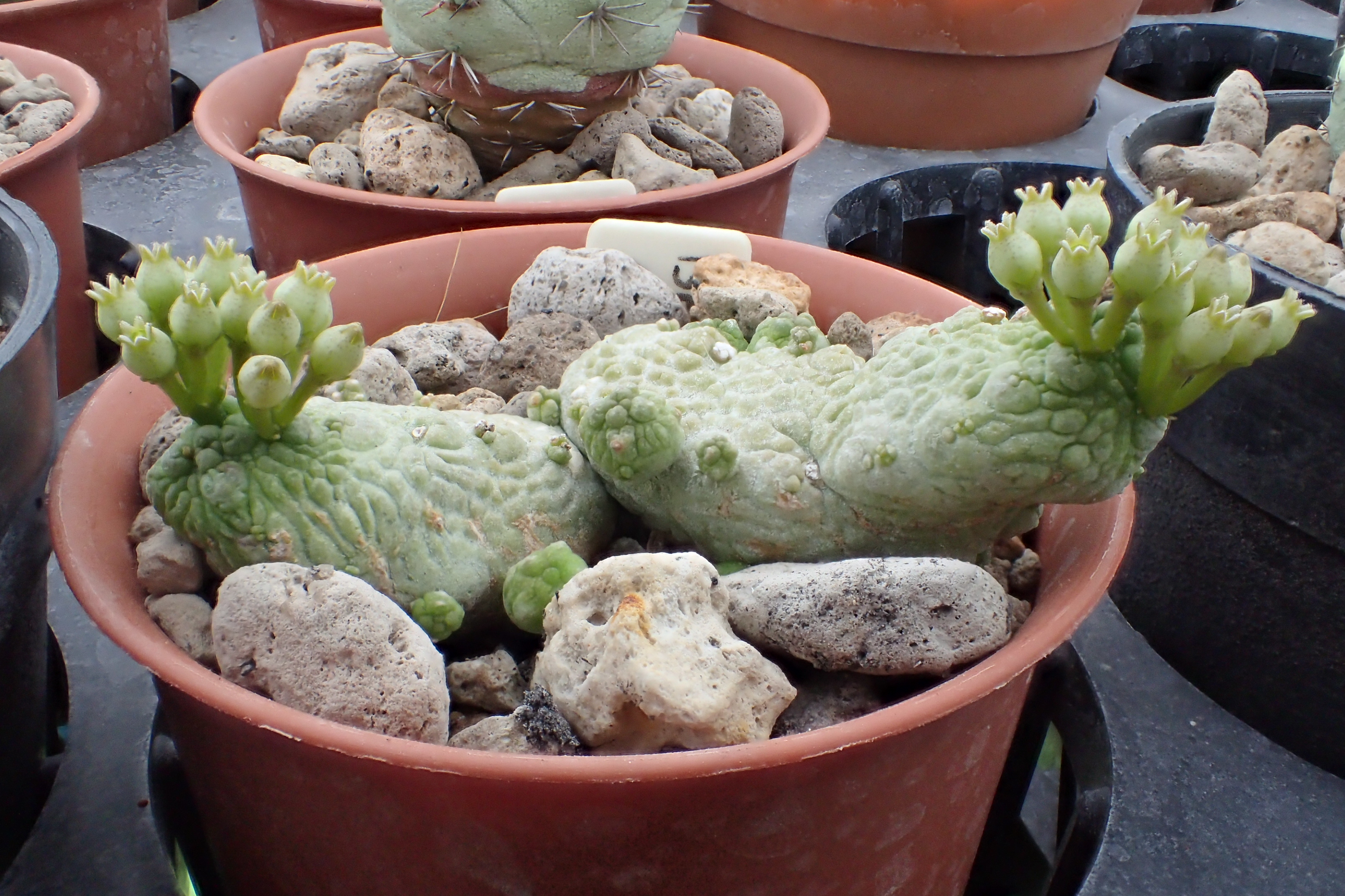 pseudolithos caput-viperae, Flower