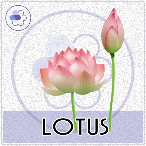 Lotus : หัวน้ำหอม ดอกบัว Floral Aquatic Ozonic น้ำหอมที่ยากจะลืมเลือน กลิ่นหอมที่มีเอกลักษณ์ของดอกบัว ให้ความรู้สึก ปลอดโปร่ง เบิกบาน ในบรรยากาศแบบย้อนยุค ละลายใน แอกอฮอล์ 70 %