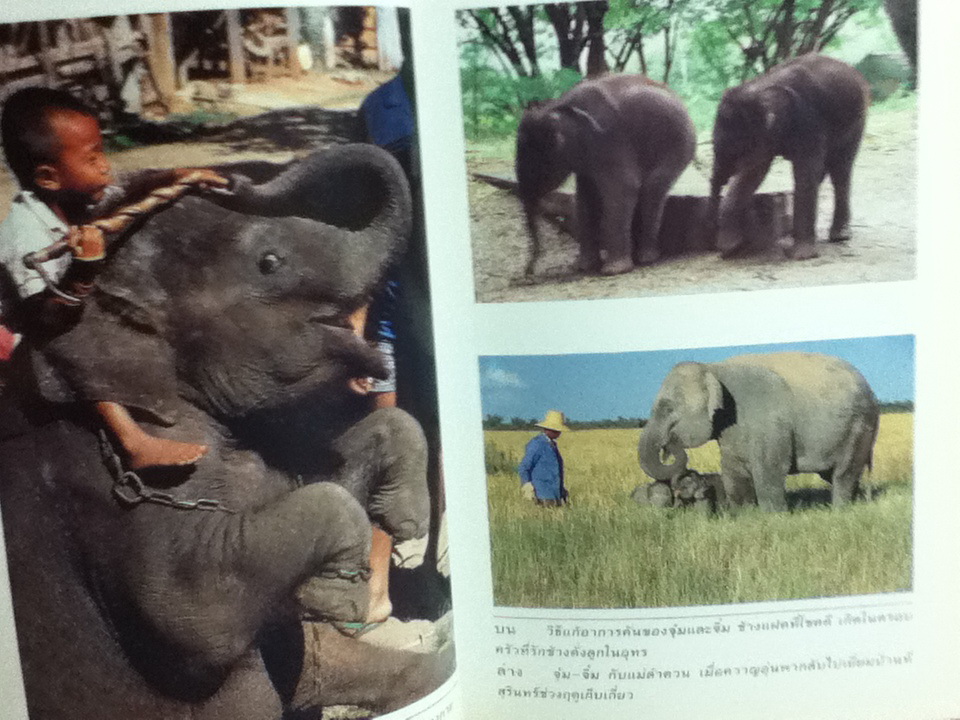 สาธุ...ช่วยลูกช้างด้วย/ ธีรภาพ โลหิตกุล