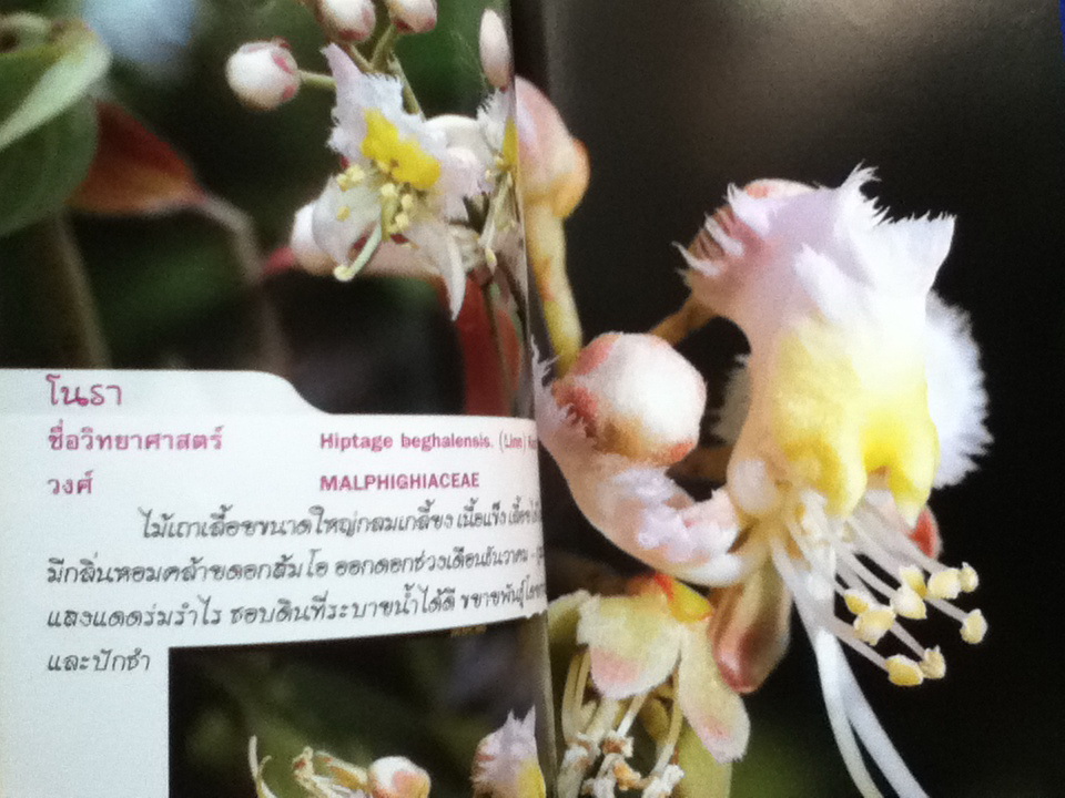 ไม้เลื้อยประดับ