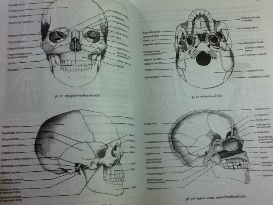 กายวิภาคศาสตร์และสรีรวิทยาของมนุษย์/ ผศ.รำแพน พรเทพเกษมสันต์