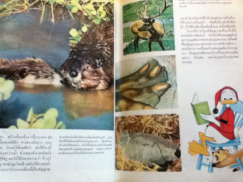 Disney's โลกมหัศจรรย์ 10 เล่ม