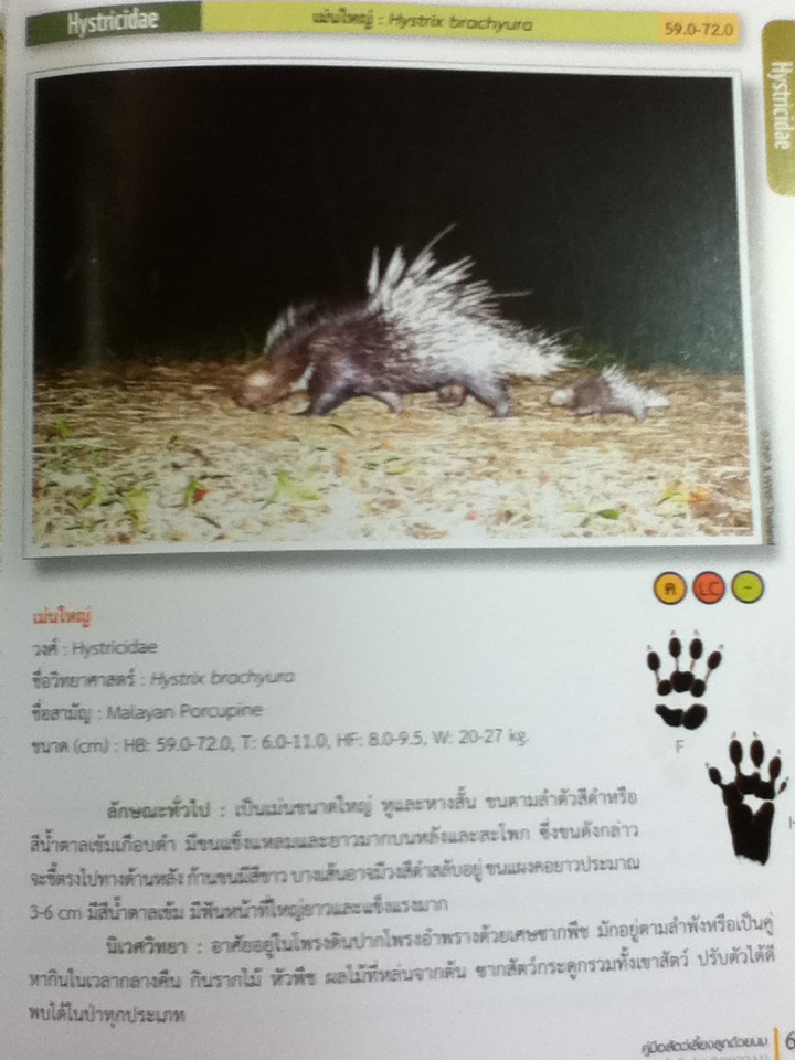 คู่มือสัตว์เลี้ยงลูกด้วยนม ในผืนป่าตะวันตกตอนบน/ ดร.รุ้งนภา พูลจำปา และคณะ