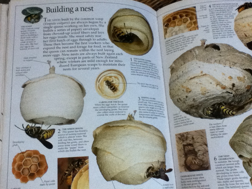 INSECT (ปกแข็ง)