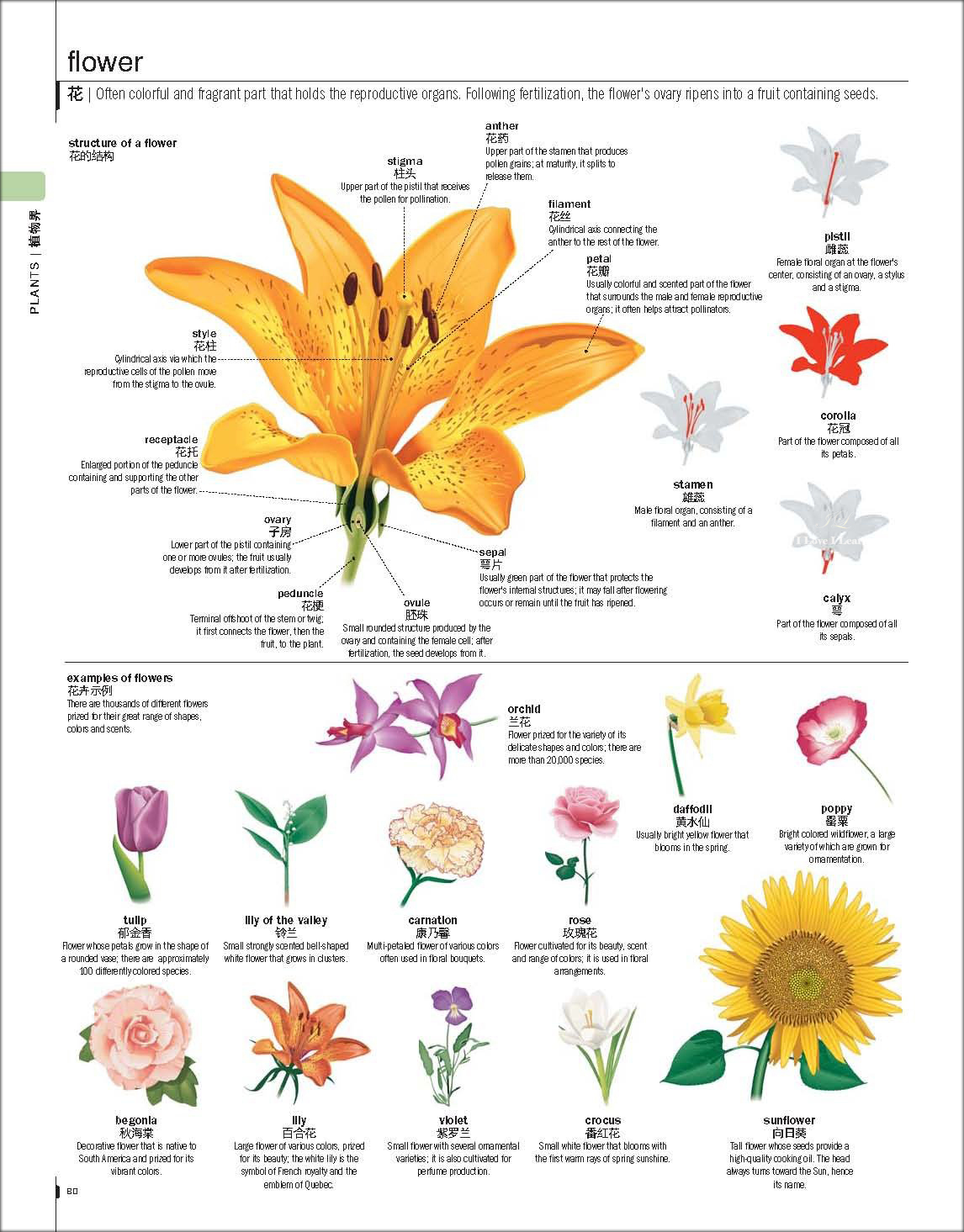 พจนานุกรมภาพ อังกฤษ-จีน ฉบับใหม่ (สี่สี) 2020 最新英汉百科图解大词典 New English-Chinese Encyclopedic Visual Dictionary