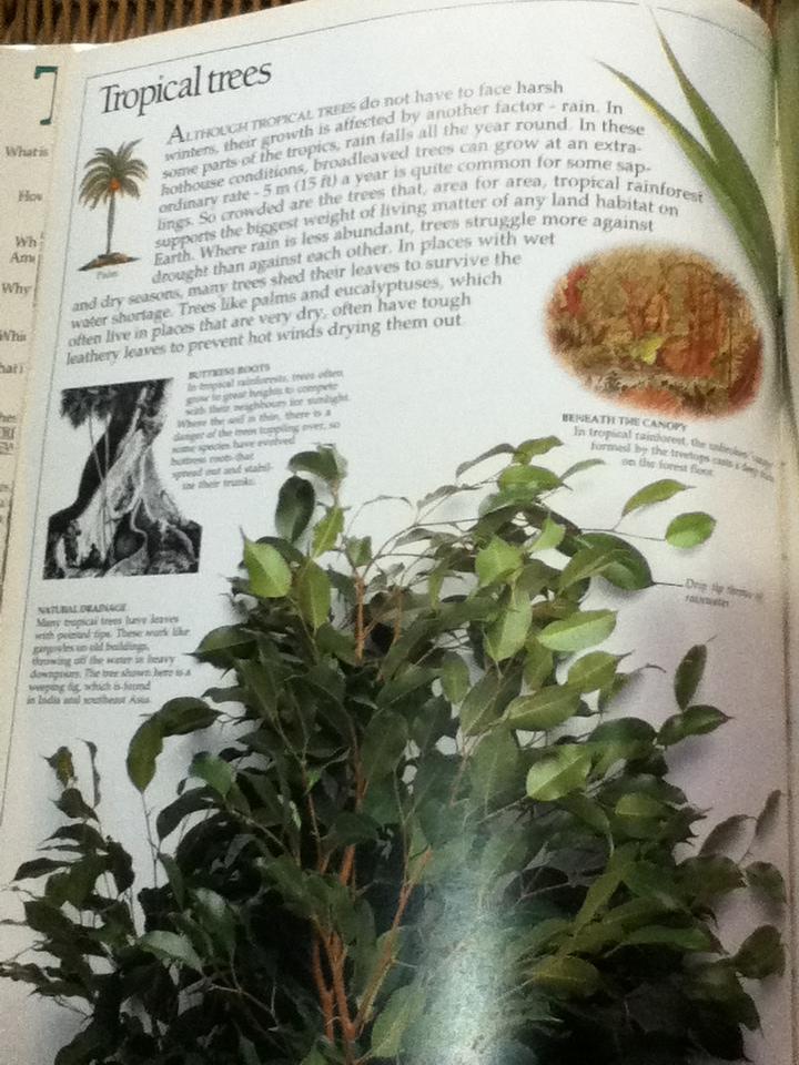 EYEWITNESS GUIDES 9 เล่ม