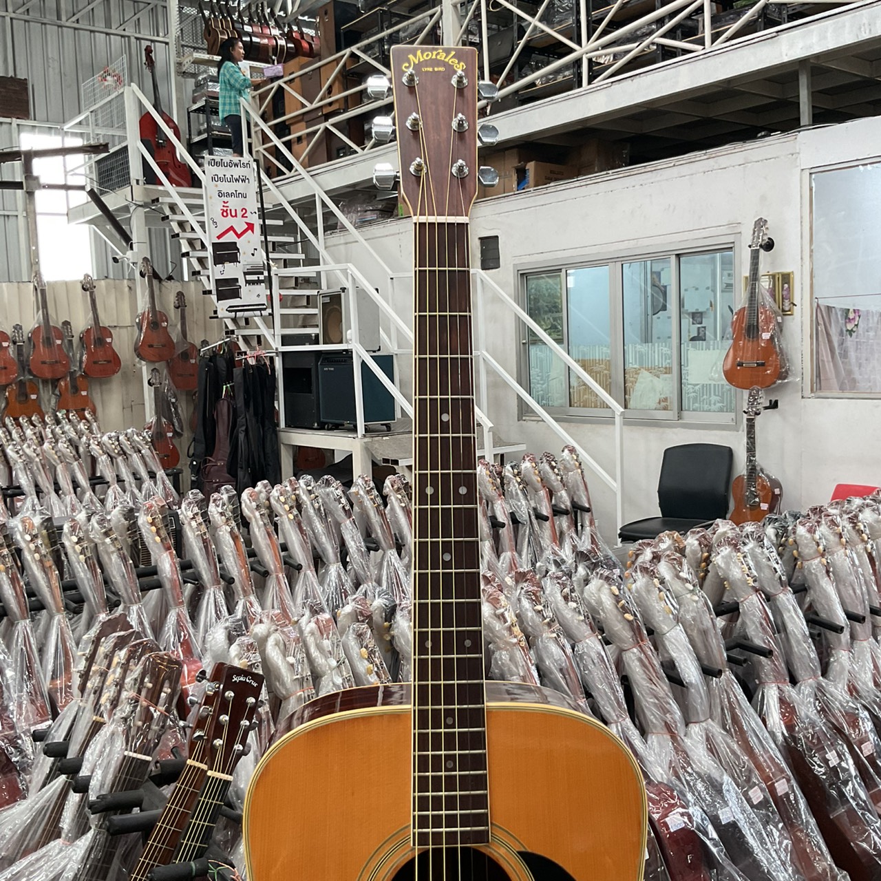 กีต้าร์โปร่ง Morales : LYRE BIRD