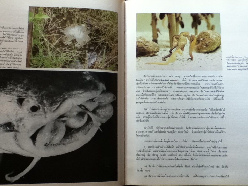 สารานุกรมไทยสำหรับเยาวชน โดย พระราชประสงค์ในพระบาทสมเด็จพระเจ้าอยู่หัว เล่ม 1