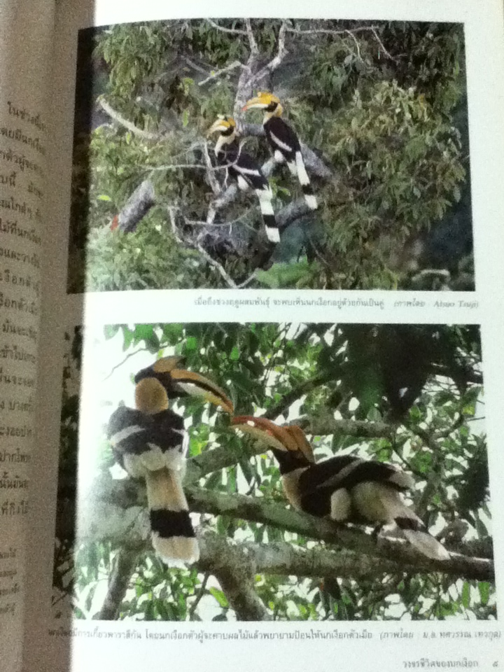 นกเงือกไทย