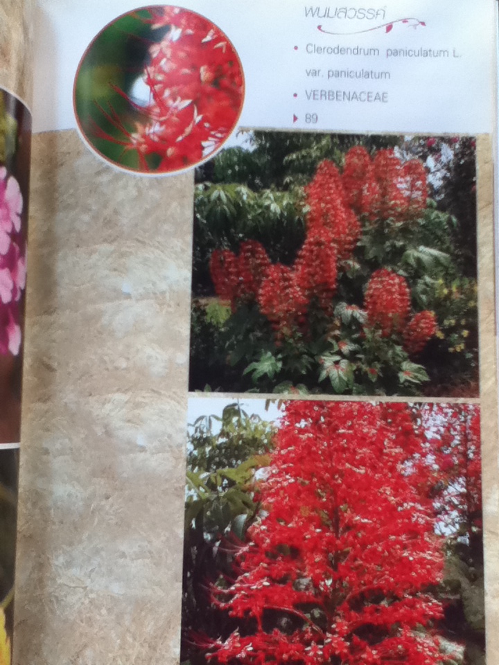 พรรณไม้ดอก ไม้ประดับ 2