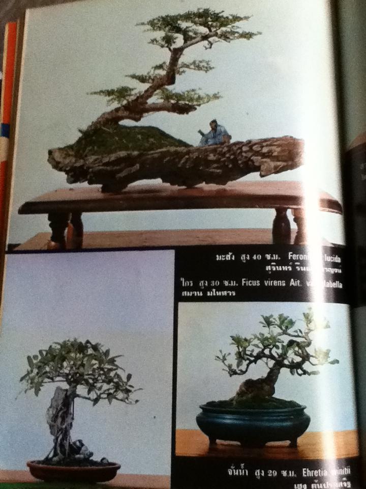 บอนไซ เล่มที่ 1/ ชมรมบอนไซ(ไม้แคระ)แห่งประเทศไทย