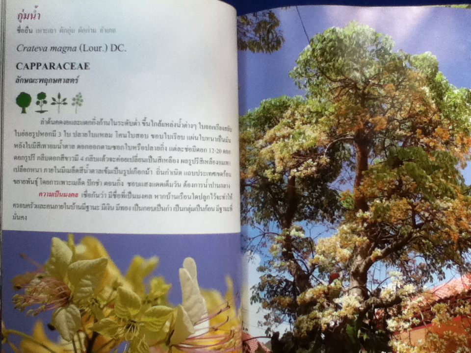 ไม้มงคล LUCKY PLANT