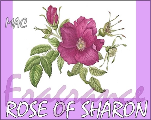 ROSE OF SHARON หัวน้ำหอม โรส ออฟ ชารอน