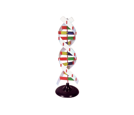 แบบจำลอง DNA