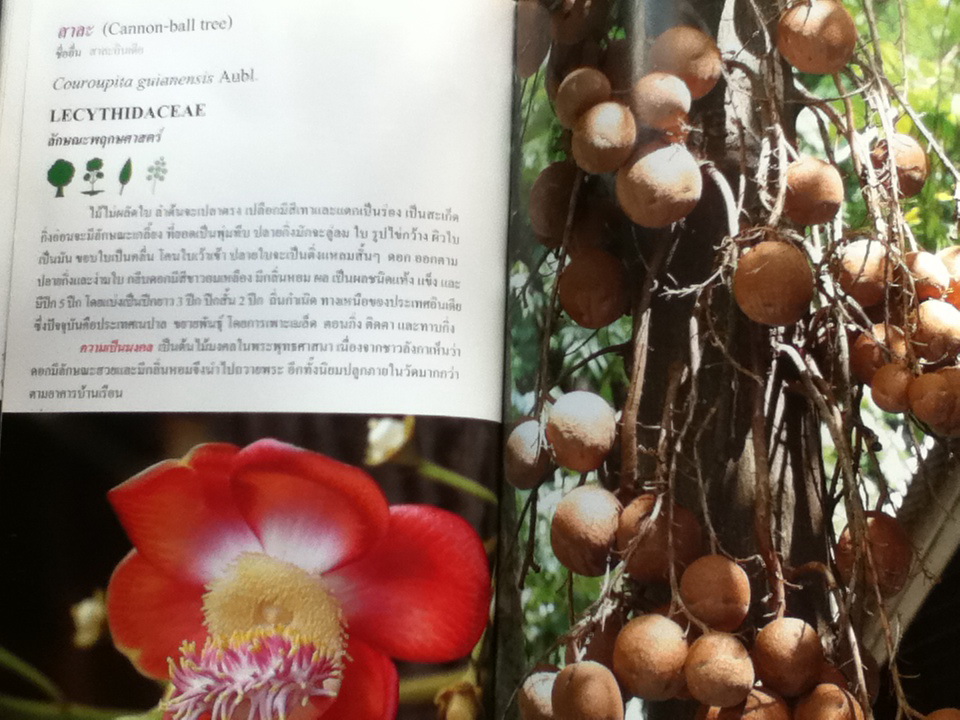 ไม้มงคล LUCKY PLANT