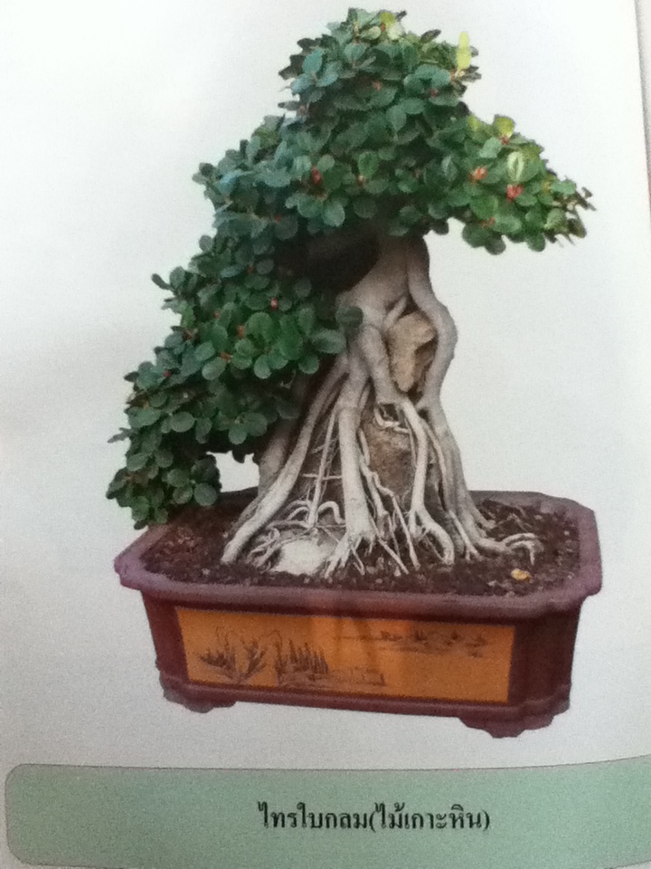 ศิลปะบอนไซ 2