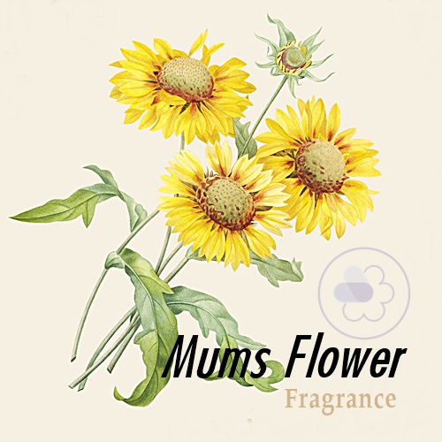 Mums Flower : หัวน้ำหอมกลิ่นดอกเก๊กฮวย Fresh Herbal Sweet หอมสดชื่น ที่คุณคุ้นเคย สร้างบรรยากาศแห่งความสุข หัวน้ำหอมละลายในน้ำมัน