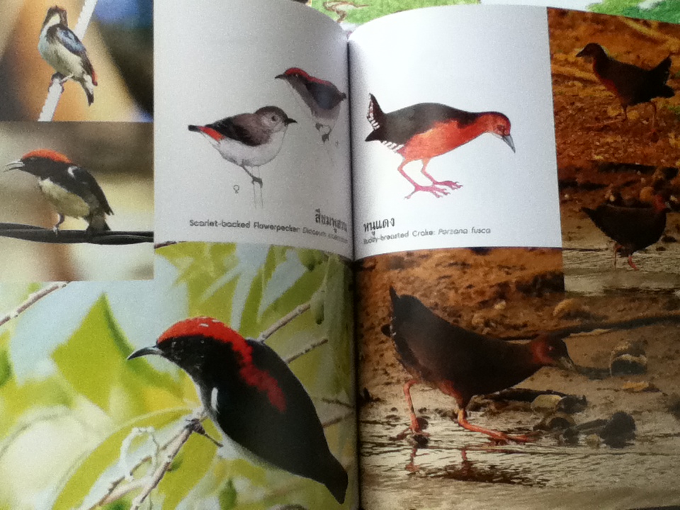 พรรณไม้ และ ปักษาพรรณ ในอุทยานจามจุรี 2เล่ม/ชุด พร้อมกล่องบรรจุ