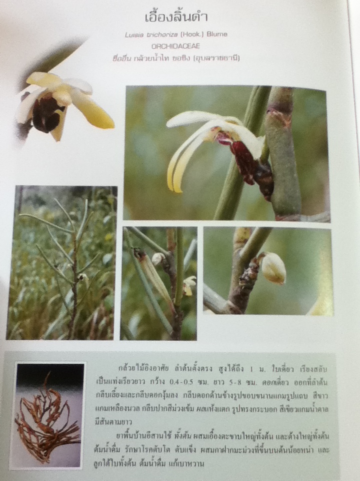 สารานุกรมสมุนไพร เล่ม 5 สมุนไพรพื้นบ้านอีสาน/ รศ.ดร.วงศ์สถิตย์ ฉั่วกุล และคณะ