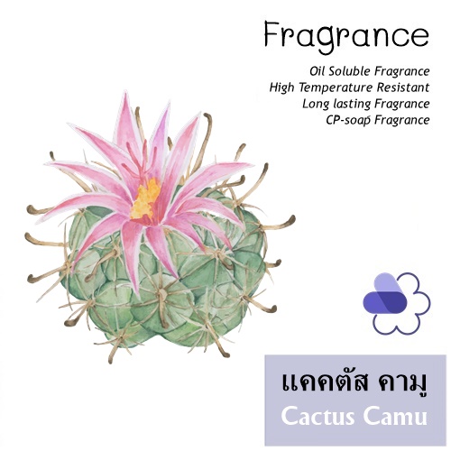 Cactus Camu น้ำมันหอม แคคตัส คามู Sweet Green Lactonic สดใส. สดชื่น จากแรงบันดาลใจของฤดูร้อน ละลายในแอกอฮอล์และน้ำมัน - ไม่เร่งเทรซ