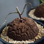 Dioscorea elephantipes หรือที่เราเรียกกันว่า ต้นกระดองเต่า