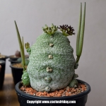 Pseudolithos ต้นคางคก (อ๋อแบบนี้นี่เอง)