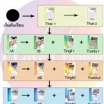 คำแนะนำแนวทางการใช้แบบเรียนภาษาจีน Hanyu Jiaocheng 汉语教程