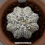 Thailand Astrophytum Club 2015