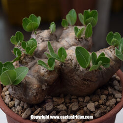 Pachypodium brevicaule เป็นสายพันธุ์ Top ของพวก Pachypodium